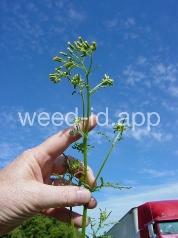 groundsel, woodland